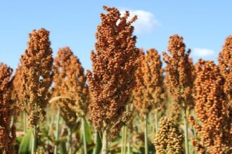 Expansão do sorgo em MS salta 7.700% e consolida cultura como aposta estratégica da safrinha