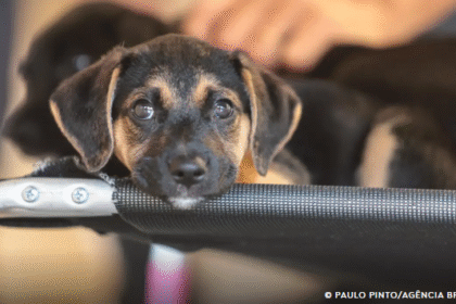Saiba como educar crianças e adolescentes para respeitar os animais