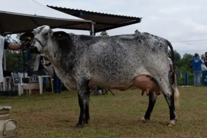 Escola do leite e bem-estar da vaca no Agro de Primeira MS