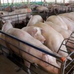 MS consolida avanço da suinocultura com crescimento de 50% e mais de R$ 300 milhões em incentivos