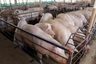 MS consolida avanço da suinocultura com crescimento de 50% e mais de R$ 300 milhões em incentivos