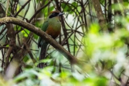 Juruva é instituída ave símbolo da Mata Atlântica em MS e fortalece agenda de conservação e aviturismo