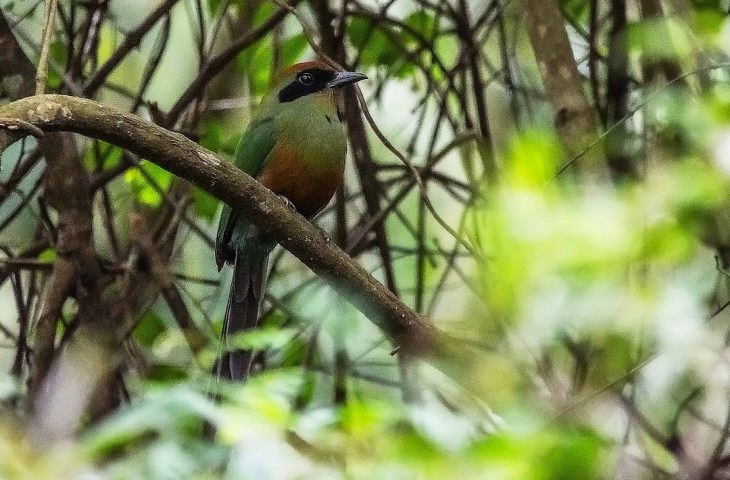 Juruva é instituída ave símbolo da Mata Atlântica em MS e fortalece agenda de conservação e aviturismo