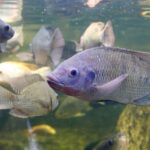 MS registra crescimento de mais de 3 mil por cento nas exportações de tilápia e fortalece o setor