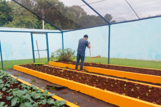 Semaa entrega mais de 800 mudas de hortaliças para fortalecer horta da APAE