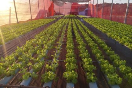 Agricultores de MS geram renda e perdem o medo da tecnologia com apoio da Fundect