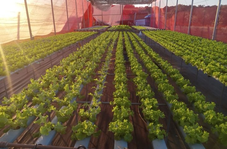 Agricultores de MS geram renda e perdem o medo da tecnologia com apoio da Fundect