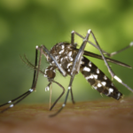 Boletim Epidemiológico: MS registra 9.686 casos confirmados de chikungunya