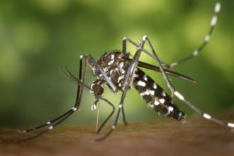 Boletim Epidemiológico: MS registra 9.686 casos confirmados de chikungunya