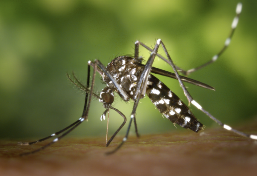 Boletim Epidemiológico: MS registra 9.686 casos confirmados de chikungunya