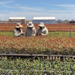 MS Florestal realiza seleção para ampliar equipe de viveiro em Água Clara