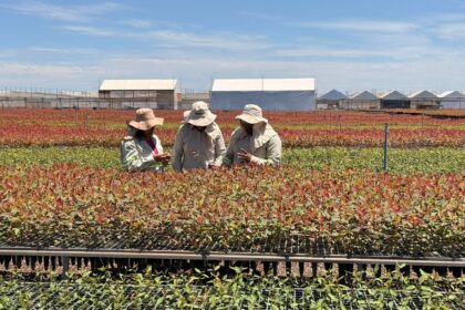 MS Florestal realiza seleção para ampliar equipe de viveiro em Água Clara